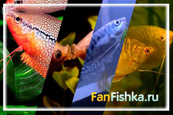 все о гурами аквариумных рыбках все о гурами аквариумных рыбках