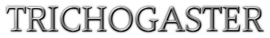 трихогастер трихогастер